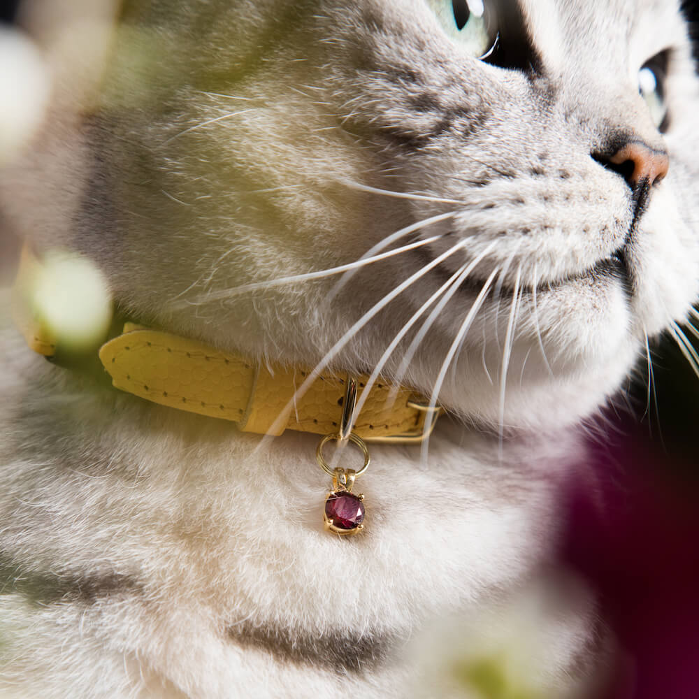 Crystal Jewel Clear Diamond Cat Collar & Pendant Charm