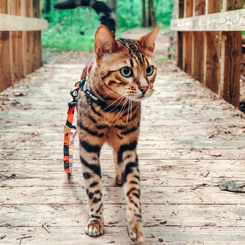 Cat Harness & Leash - Tropical - Pidan