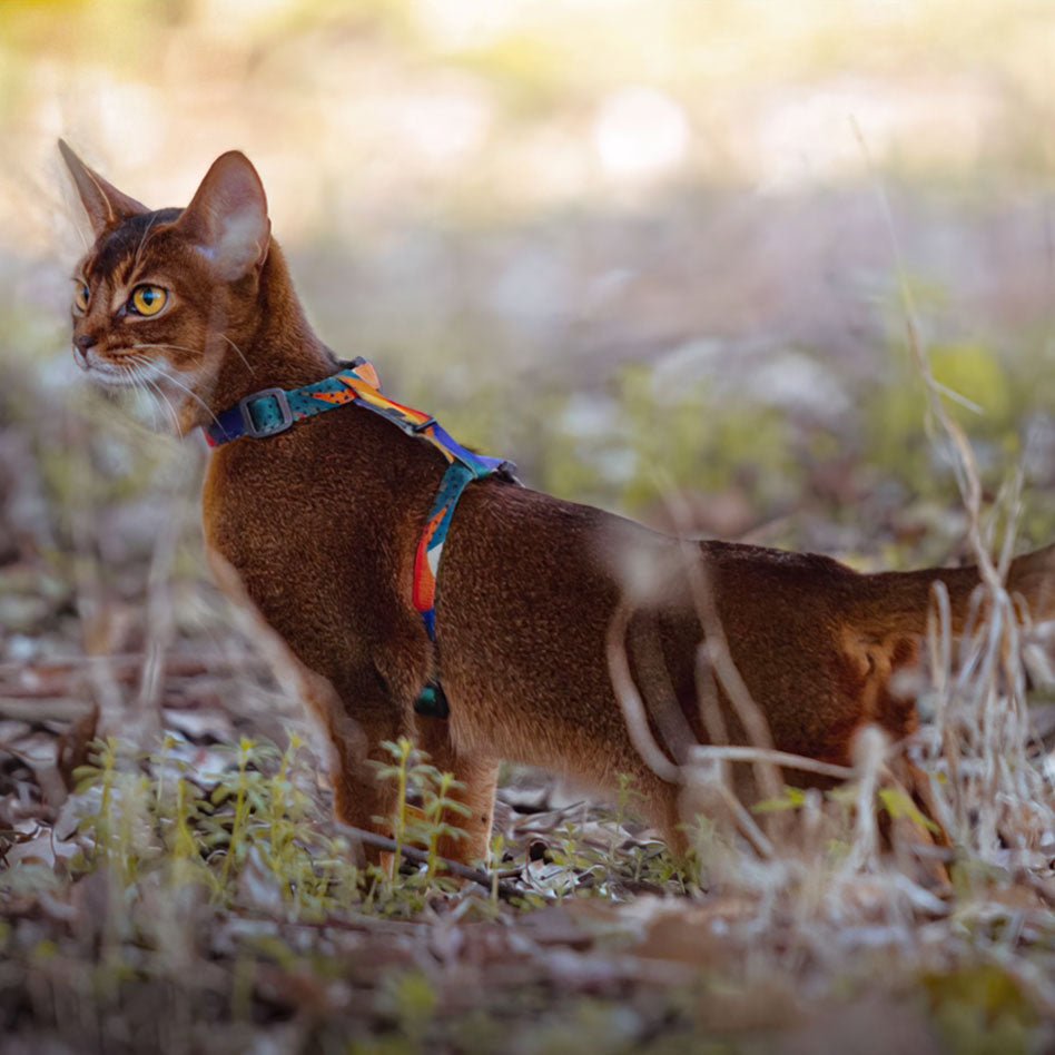 Cat Harness & Leash - Tropical - Pidan