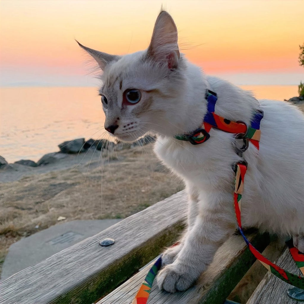 Cat Harness & Leash - Tropical - Pidan